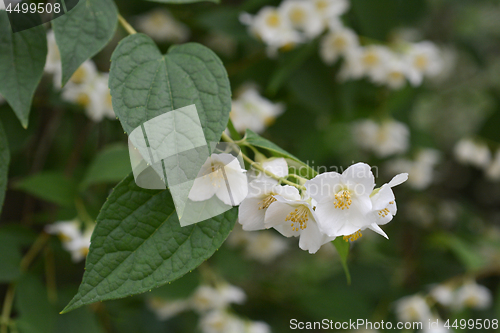 Image of Florida mock orange