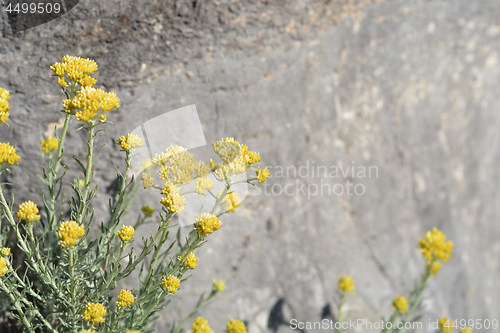 Image of Italian everlasting flowers