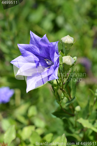 Image of Balloon Flower Double Blue