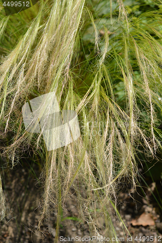 Image of Pony tails grass