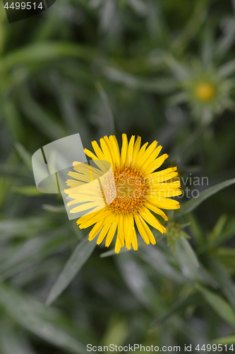 Image of Swordleaf Inula