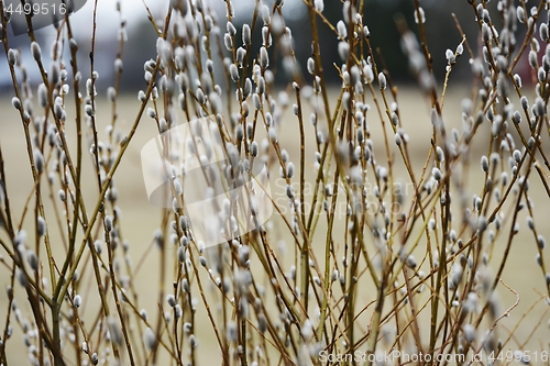 Image of beautiful willow branches in the spring