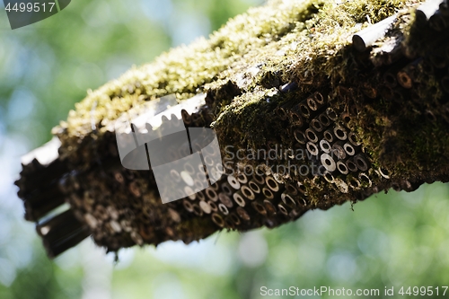 Image of traditional bamboo roof of a japanese house