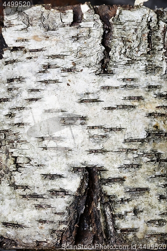 Image of the bark of a birch tree