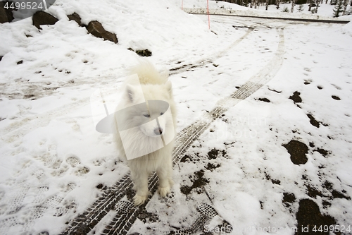 Image of white dog on a snowy road, car tracks and footprints