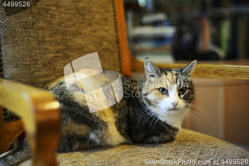 Image of tricolor cat sitting in a chair