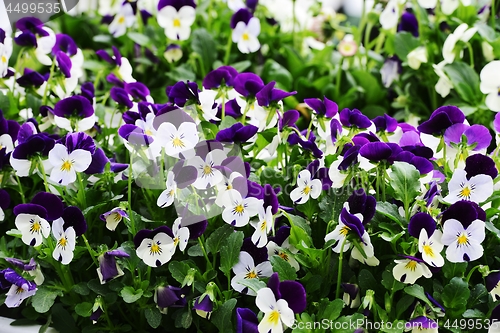 Image of blooming beautiful pansies