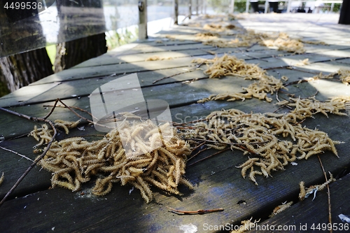 Image of heaps of willow catkins on the floor of the terrace