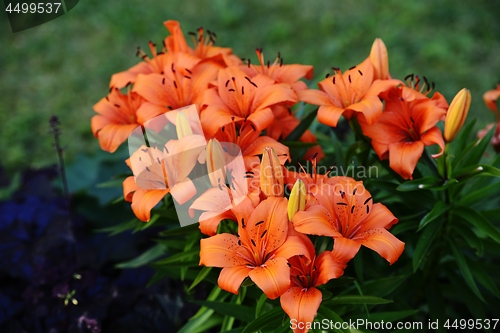 Image of many beautiful tiger lilies 