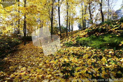 Image of leaf fall in a sunny park