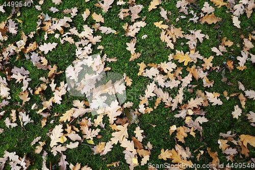 Image of oak leaves and acorns on grass