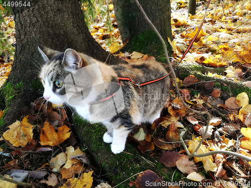 Image of  cat on a harness in autumn park