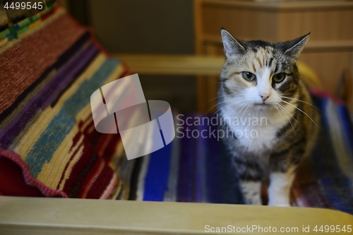 Image of tricolor cat in a chair