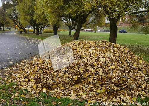 Image of heap of  leaves in the park in autumn