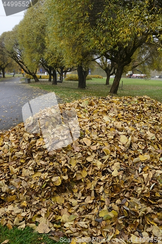 Image of heap of  leaves in the park in autumn