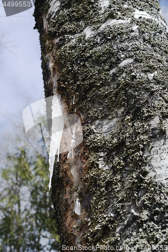 Image of frozen birch sap on a trunk
