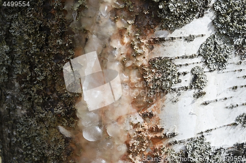 Image of frozen birch sap on a trunk