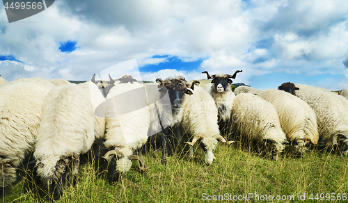 Image of Sheep in the field
