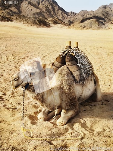 Image of Camel