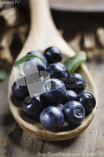 Image of Blueberry