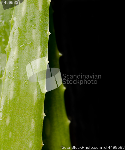 Image of Aloe Vera