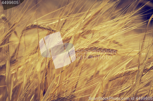 Image of Wheat