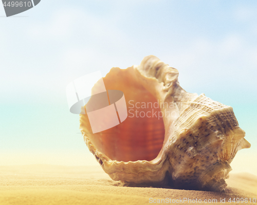 Image of Seashell