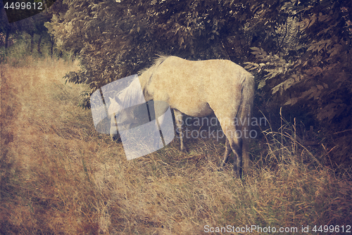 Image of White Horse