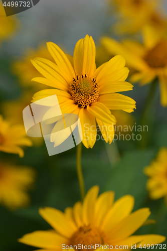 Image of False sunflower Dauer Gold