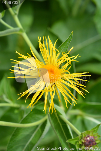 Image of Giant fleabane