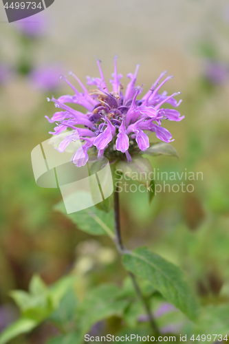 Image of Bee balm Violacea