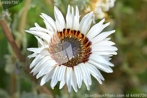 Image of Tricolor chrysanthemum