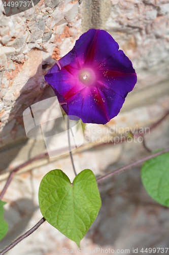 Image of Common morning glory