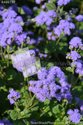 Image of Blue flossflower