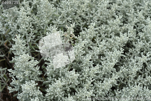 Image of Cotton lavender