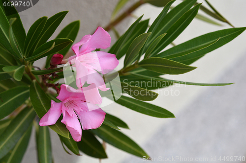 Image of Common oleander