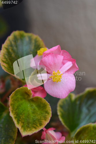 Image of Wax begonia