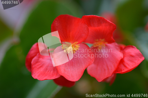 Image of Wax begonia