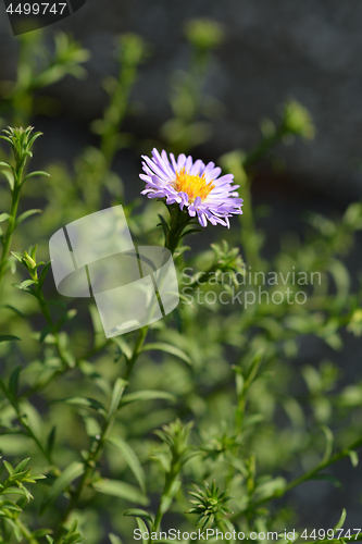 Image of Alpine aster Dunkle Schoene