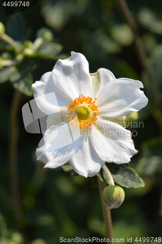 Image of Japanese anemone Honorine Jobert