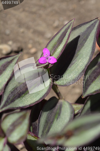 Image of Wandering jew