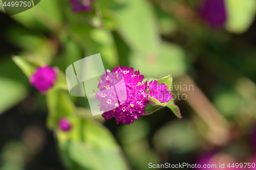 Image of Globe amaranth Violacea