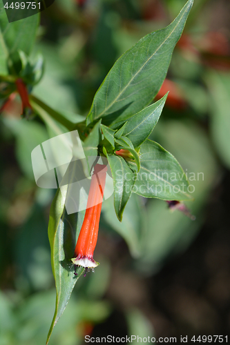 Image of Cigar flower