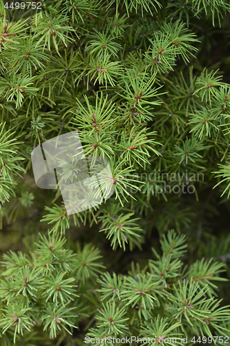 Image of Dwarf Alberta Spruce