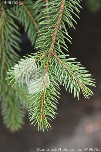 Image of Blue spruce