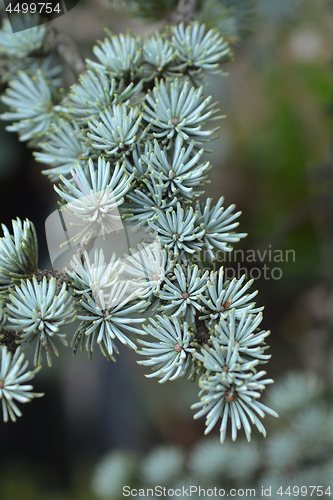 Image of Blue Atlas Cedar
