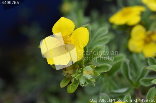 Image of Shrubby cinquefoil Gold Carpet