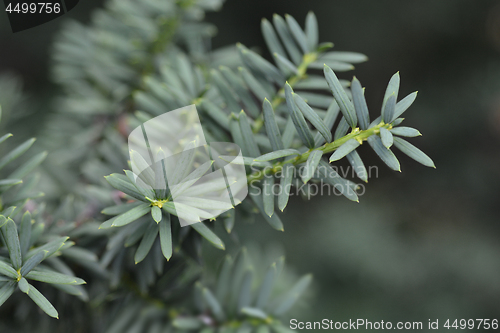 Image of European common yew