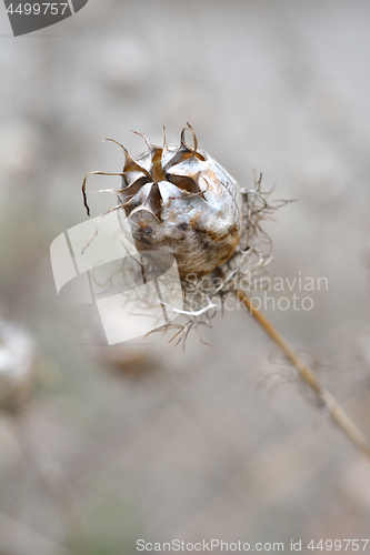 Image of Love-in-a-mist seed head
