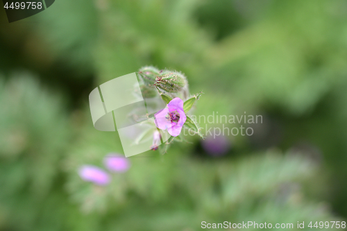 Image of Common storksbill